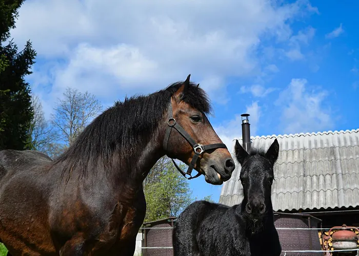 Ferienhaus Grajska Kmetija